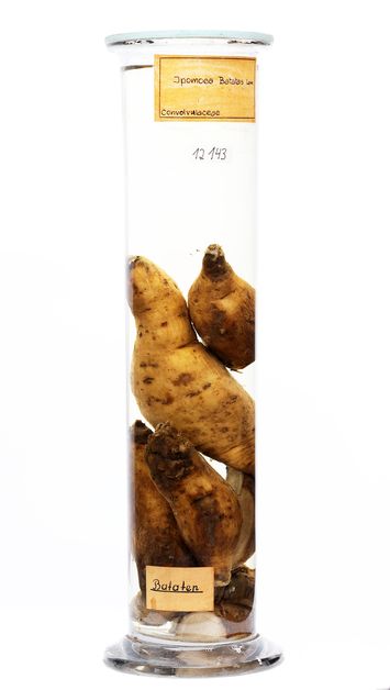 Vorschaubild Ipomoea batatas